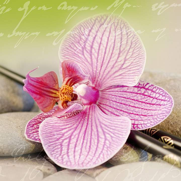 Pro Art Glasbild Orchidee I 50x50