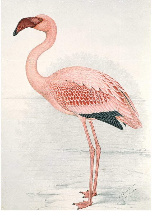 IXXI - Flamingo (Finch-Davies), 100 x 140 cm