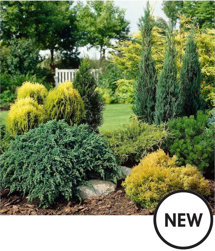 Evergreen Hardy Dwarf Conifer Collection 6 X 9cm Pots