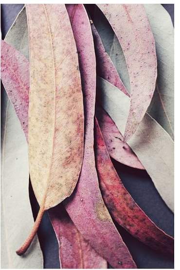 Colorful Eucalyptus Leaves by Lupen Grainne