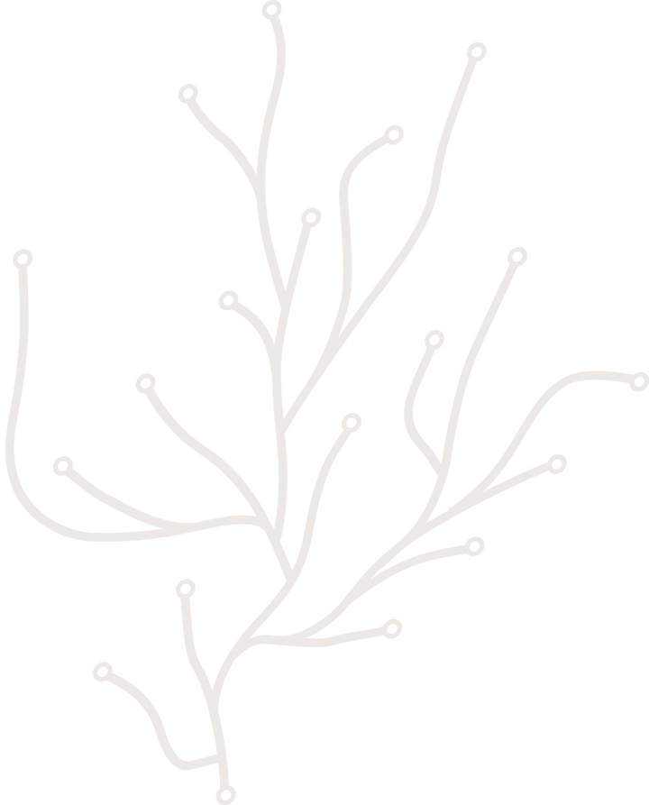 Algue, 25 Stück, Weiß