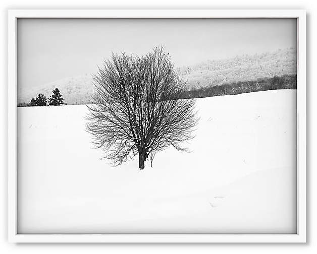 Pascal Shirley - Hokkaido Tree - 22