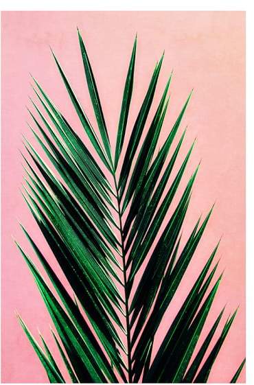 Pink Palm By Meg Venter