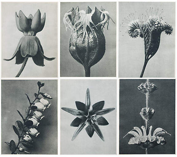 K. Blossfeldt Botanical Prints