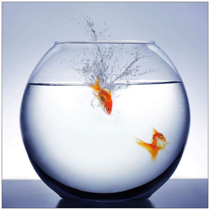 Pro Art Kunstdruck Diving Fish