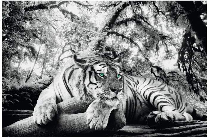 Buy Reinders Bild Tigerblick II!