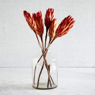 west elm Natural Protea