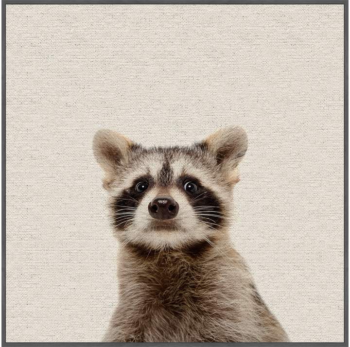 Marmont Hill Shocked Raccoon (Framed Canvas)