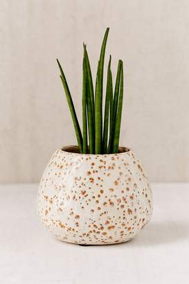 Patricia Glazed Ceramic Planter