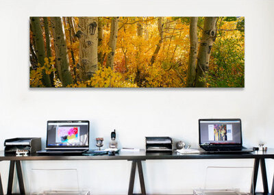 Ebern Designs Panoramic Aspen Trees in a Forest, Californian Sierra Nevada, California, USA Photographic Print on Canvas