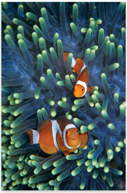Dovecove Gosney Clown Anemonefish Pair In Sea Anemone Tentacles, Celebes Sea On Plastic/Acrylic by Hiroya Minakuchi Graphic Art