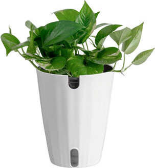 Costa Farms Indoor Devil's Ivy Golden Pothos House Plant in 6-inch Ceramic Décor Pot