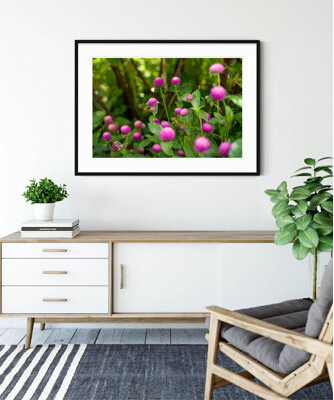 Robin Riley Photography Shakespeare Garden Clover - Picture Frame Photograph on Paper