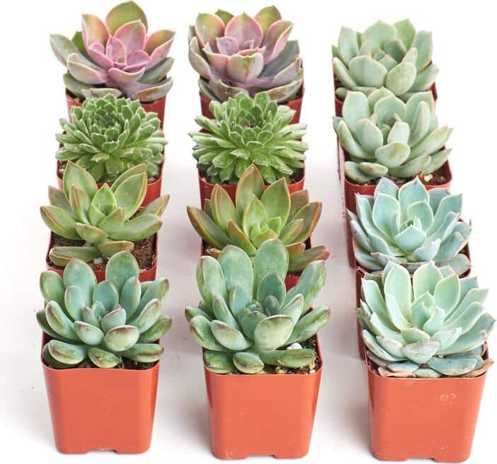 ShopSucculents 2 in. Rosette Succulent (Collection of 12)