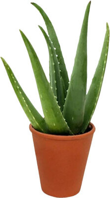American Plant Exchange Aloe Vera Succulent, Medicinal Live Plant, 6-Inch Pot, Indoor or Outdoor Use