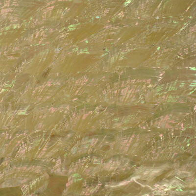 Matrix-Z SeaTile 3" x 6" Natural Shell Peel & Stick Subway Tile