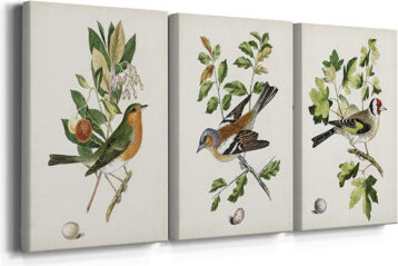 Foundry Select Antique Bird, Botanical & Egg I -Custom Wrapped Gallery Canvas - 3 Pieces