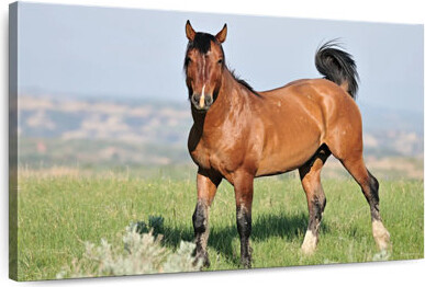 Ebern Designs Brampt Majestic Wild Horse