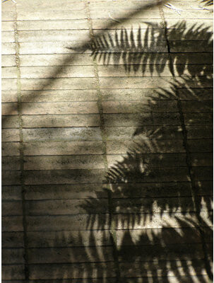 Robert Allen Naturally 3 by Leonardo Segovia - Unframed Photograph