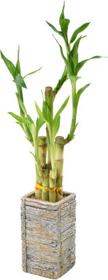 Arcadia Garden Products Low Maintenance 2.5'' Bamboo Plant Desktop Plant in a Wood Pot