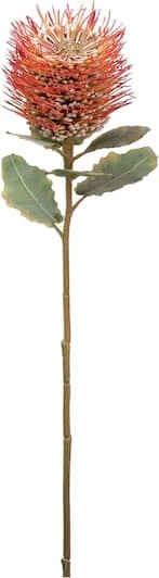 Allstate Orange Protea Stem