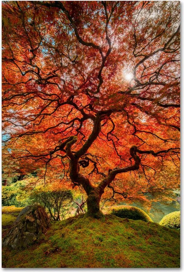 Hidden Frame Landscape Art The Tree Vertical by Moises Levy 22 in. x 32 in.