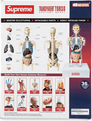 Supreme Male Anatomy Model - ShopStyle