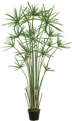 Tori Home Cypress Tree in Pot Liner Liner