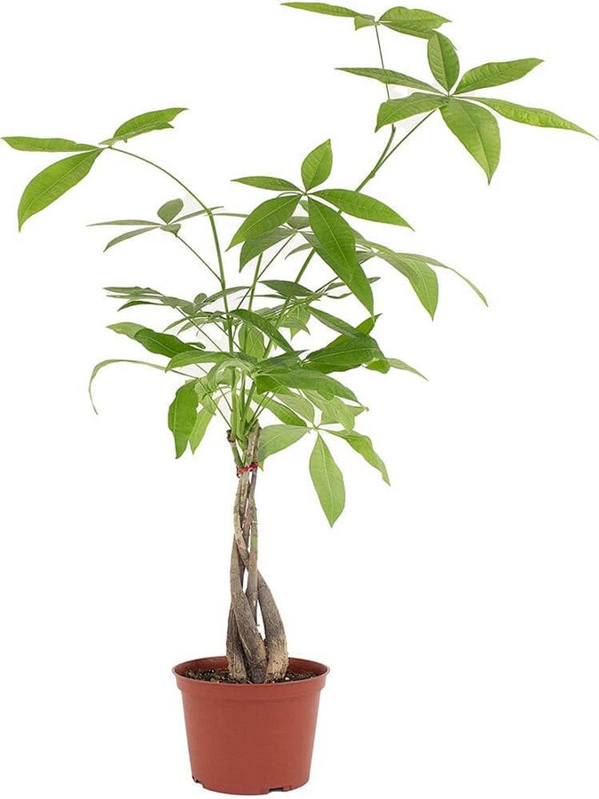 ShopSucculents Money Tree, Live Indoor Plant, Braided Trunk, Easy Care Air Purifying Tropical Houseplant in 6 in. Grower Pot