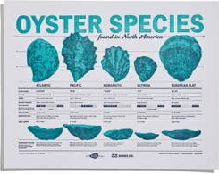 33 Books Co Julie Qiu Oyster Species Found In North America 11" x 14" Drawing Art Print