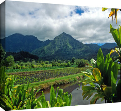 ArtWall A Taro Farm in Hanalei by Kathy Yates - Wrapped Canvas Photograph Print