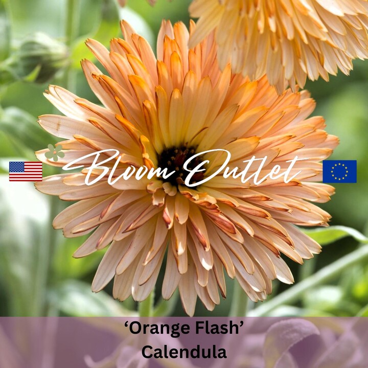 Marigold Seeds Orange Flash Calendula, Large Buff Bronze Flowers, Edible & Easy To Grow, Perfect For Borders, Balcony Plantings