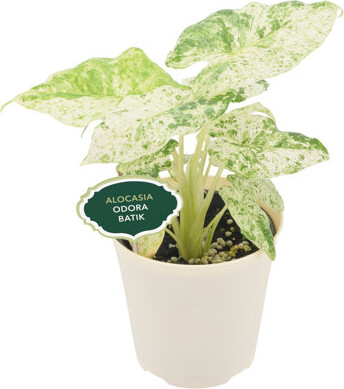 Arcadia Garden Products 4" Alocasia Odora Batik