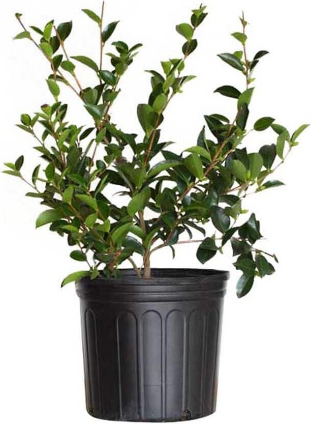 FLOWERWOOD 2.5 Gal. Mine No Yuki Camellia Plant (camellia sasanqua) - Evergreen Shrub with White Flowers, Live Plant