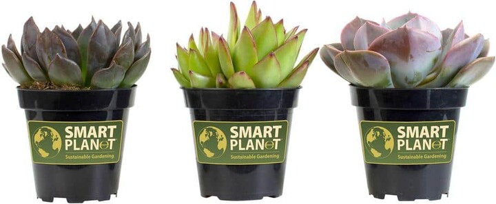 Smart Planet 9 cm. Assorted Desert Rose Echeveria Succulent Plant (3-Pack)