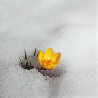 Ebern Designs Spring Is Here! (Hi-Res) - Wrapped Canvas Photograph