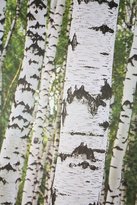 Thumbnail for your product : Urban Outfitters Birch Tree Wall Mural