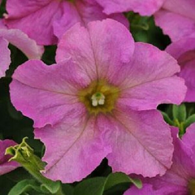 Bin#2R9D4 Sophistica Twilight Pelleted Petunia Seeds 100 Bulk F1
