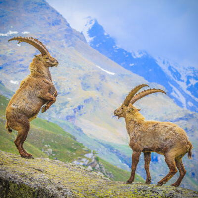 Millwood Pines Two Ibexes Fighting by Italiansight