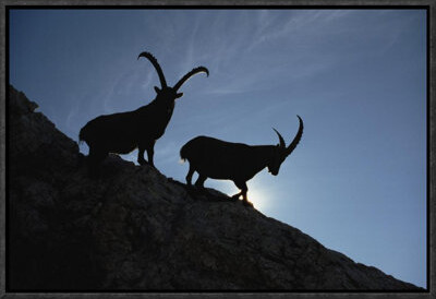 East Urban Home 'Alpine Ibex Pair Silhouetted on Cliff, Aosta Valley, Italy ' Framed Photographic Print on Canvas