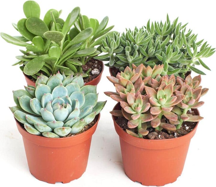 ShopSucculents 4 in. Assorted Succulent Collection Succulent (Collection of 4)