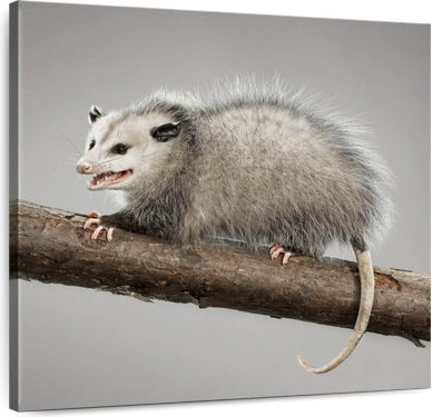 Ebern Designs Brampt Snarky Opossum