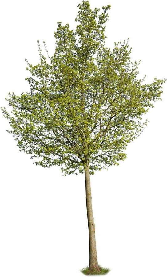 Online Orchards Cottonwood Tree (3 ft. and 2 Years Old)