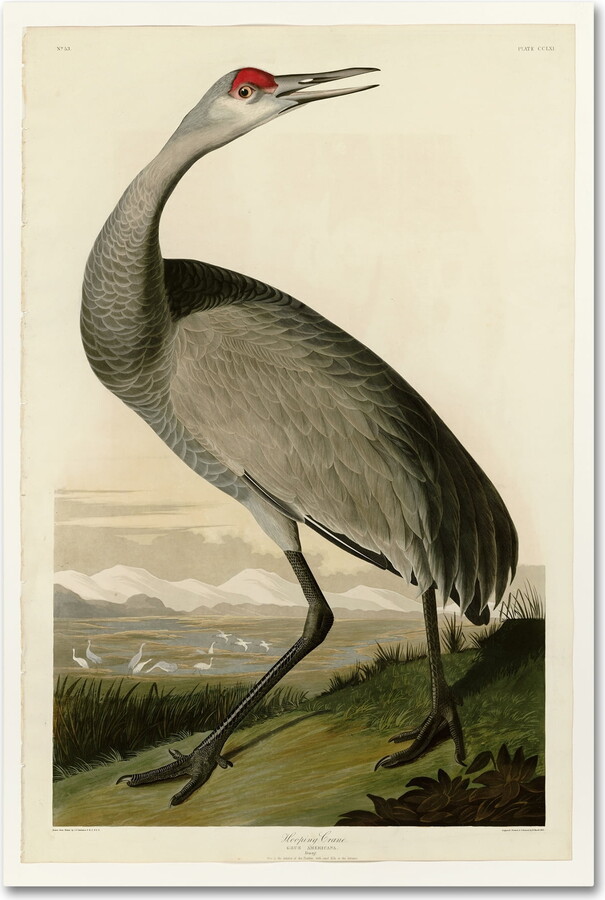 Audubon 'Whooping Craneplate 261' Canvas Art