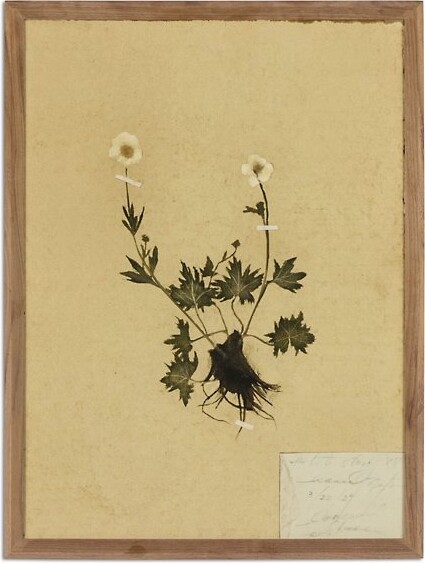 Amber Lewis x Four Hands Petite Study No. V in Brown, Size: 14.5 In. x 18 In.