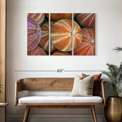 Ebern Designs Striped Sea Urchin Shells