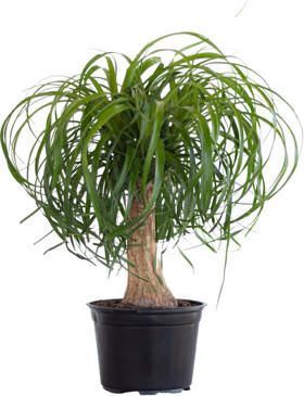 United Nursery Ponytail Palm Plant Live Indoor Houseplant In 6 Inch Grower Pot