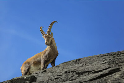 Millwood Pines Alpine Ibex in Alps by Dietermeyrl