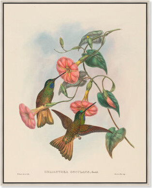 Art Remedy Gould's Hummingbirds Canvas