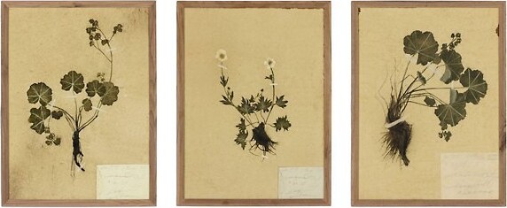 Amber Lewis x Four Hands Petite Study Triptych in Brown, Size: 43.5 In. x 18 In.